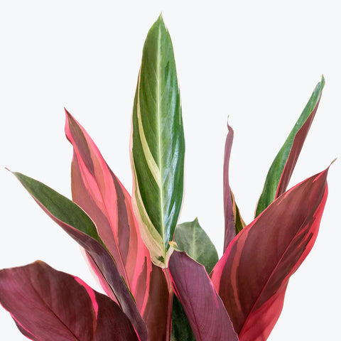 Stromanthe Triostar