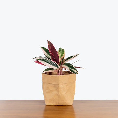 Stromanthe Triostar