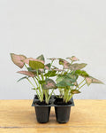Syngonium Pink