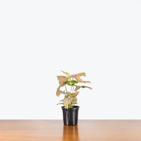 Syngonium Pink