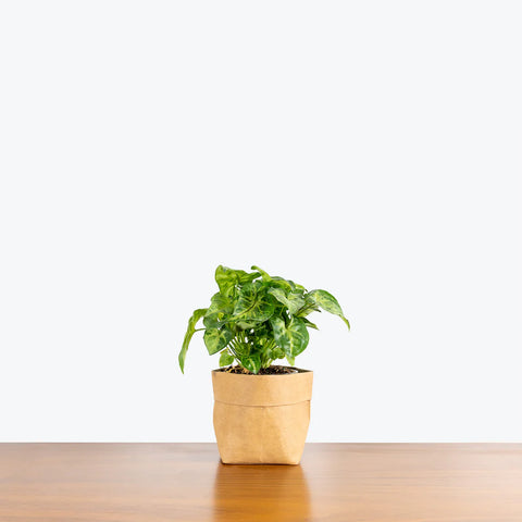 Syngonium Pixie