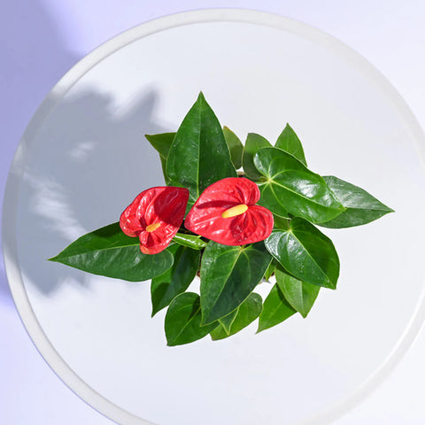 Anthurium Red