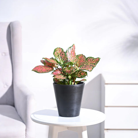 Aglaonema Pink Beauty