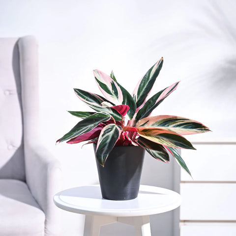 Stromanthe Triostar