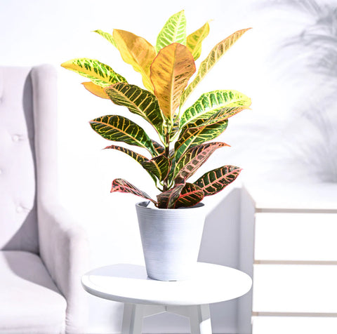 Croton Petra