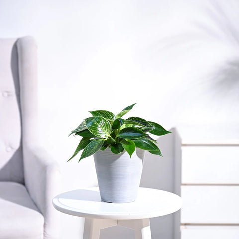 Philodendron Birkin