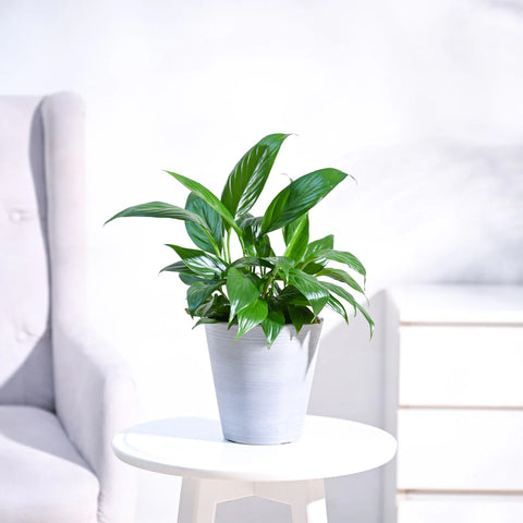 Peace Lily