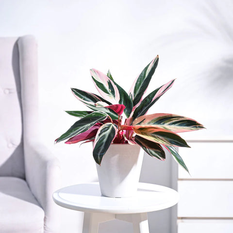 Stromanthe Triostar