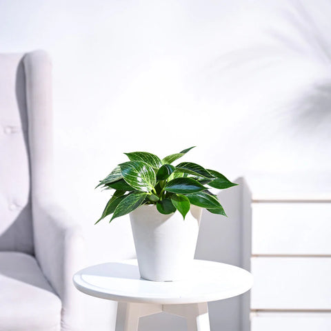 Philodendron Birkin