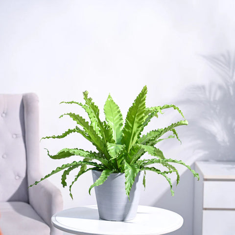 Osaka Bird Nest Fern