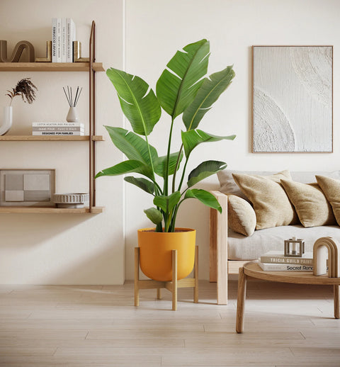 Bird of Paradise XL