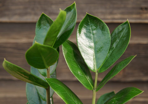Zamioculcas Zamiifolia (ZZ Plant)