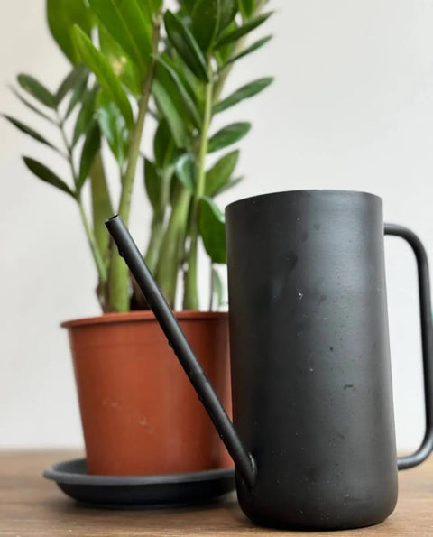 Zamioculcas Zamiifolia (ZZ Plant)