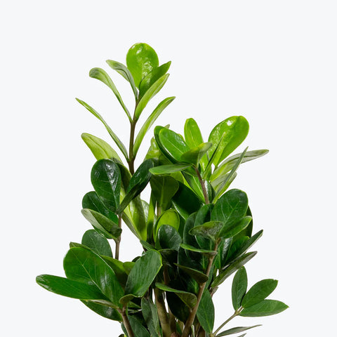 Zamioculcas Zamiifolia (ZZ Plant)