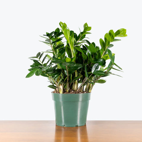 Zamioculcas Zamiifolia (ZZ Plant)