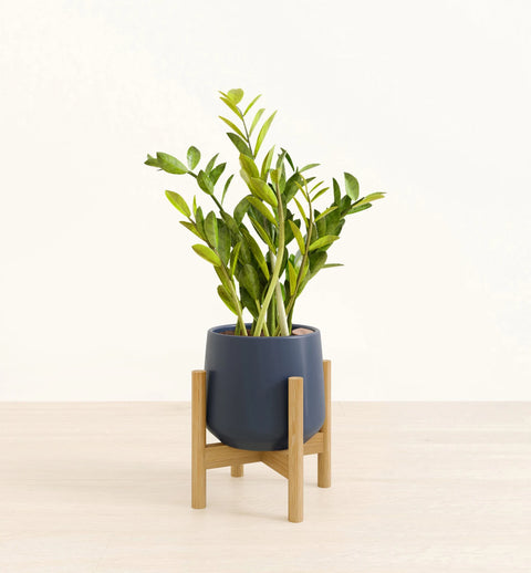 Zamioculcas Zamiifolia (ZZ Plant)