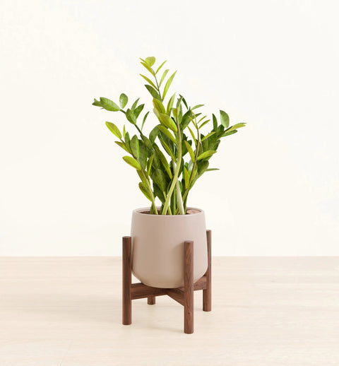 Zamioculcas Zamiifolia (ZZ Plant)