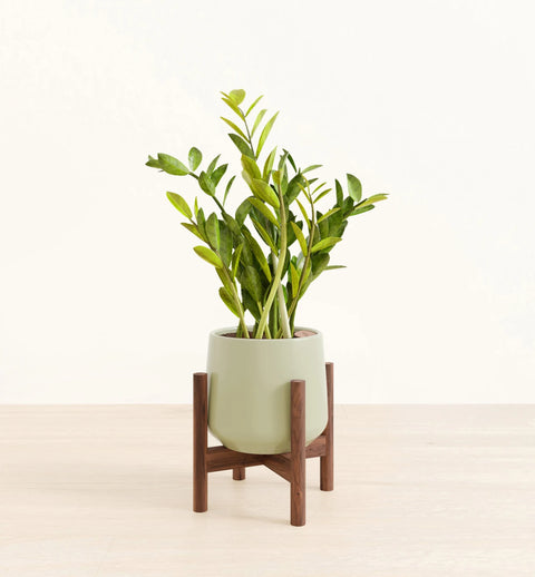 Zamioculcas Zamiifolia (ZZ Plant)