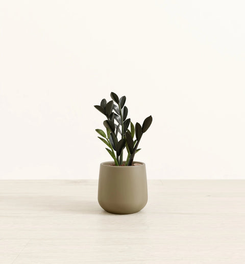 Zamioculcas Zamiifolia - Raven