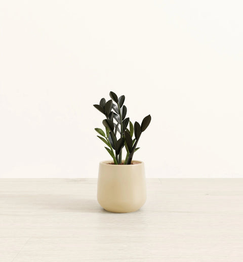 Zamioculcas Zamiifolia - Raven