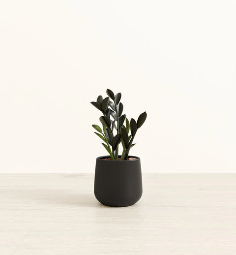 Zamioculcas Zamiifolia - Raven