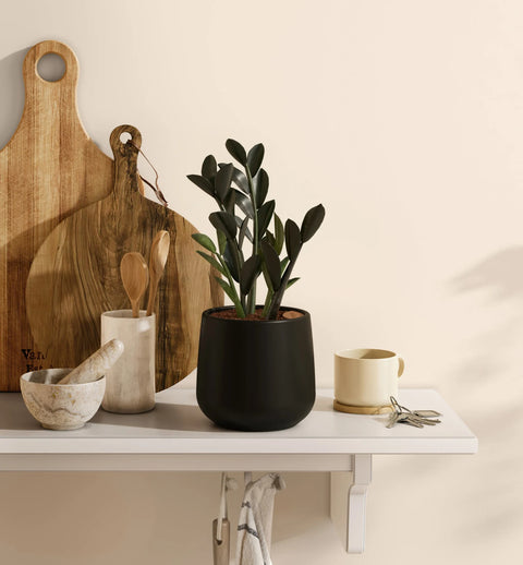 Zamioculcas Zamiifolia - Raven
