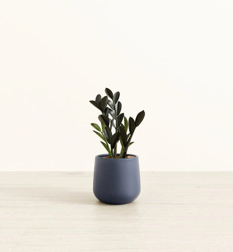 Zamioculcas Zamiifolia - Raven