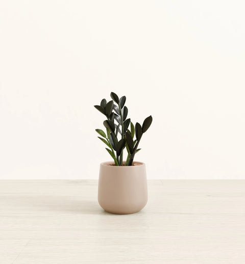 Zamioculcas Zamiifolia - Raven