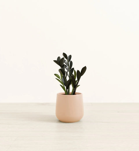 Zamioculcas Zamiifolia - Raven
