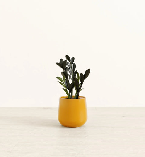 Zamioculcas Zamiifolia - Raven