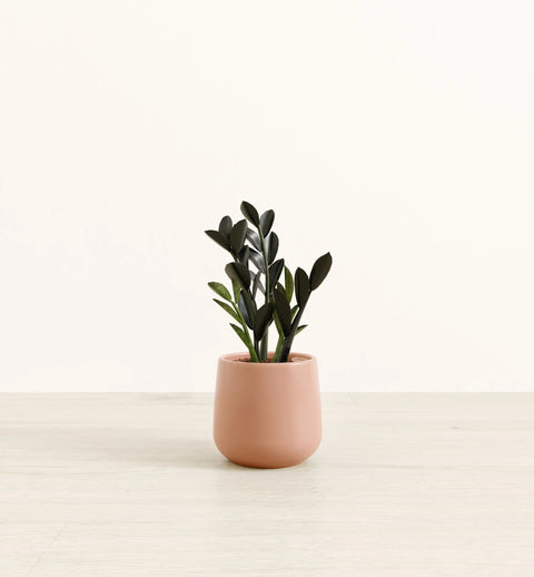 Zamioculcas Zamiifolia - Raven