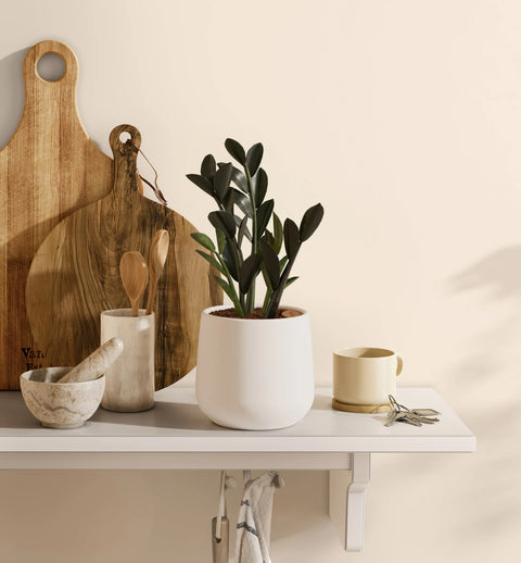 Zamioculcas Zamiifolia - Raven