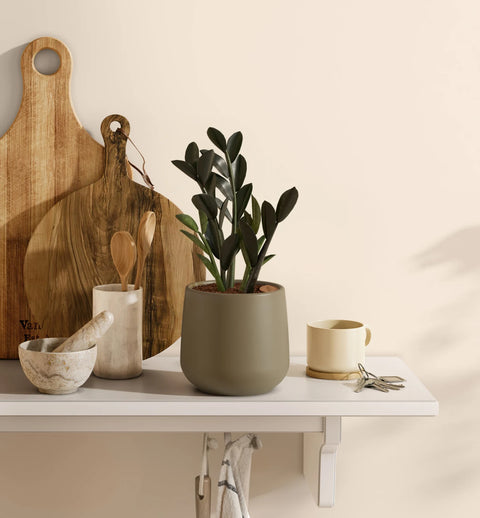 Zamioculcas Zamiifolia - Raven