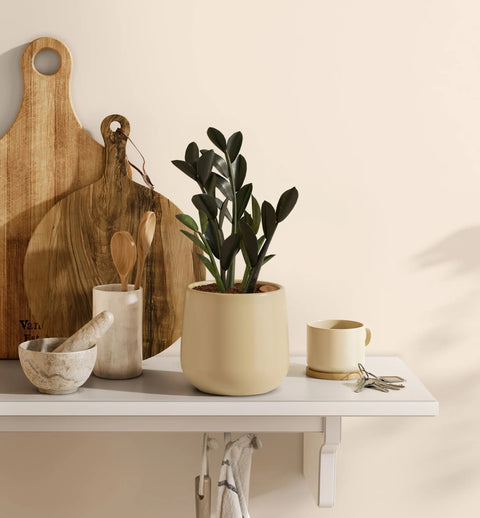 Zamioculcas Zamiifolia - Raven