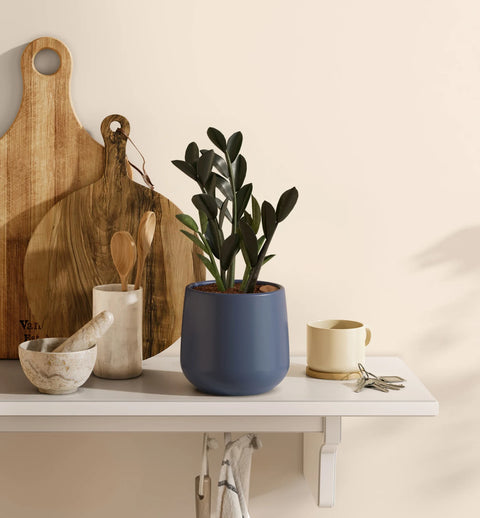Zamioculcas Zamiifolia - Raven