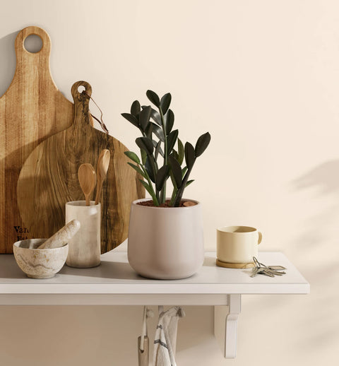 Zamioculcas Zamiifolia - Raven
