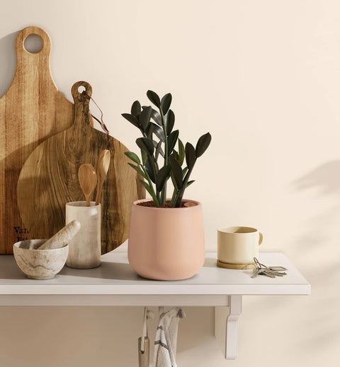 Zamioculcas Zamiifolia - Raven