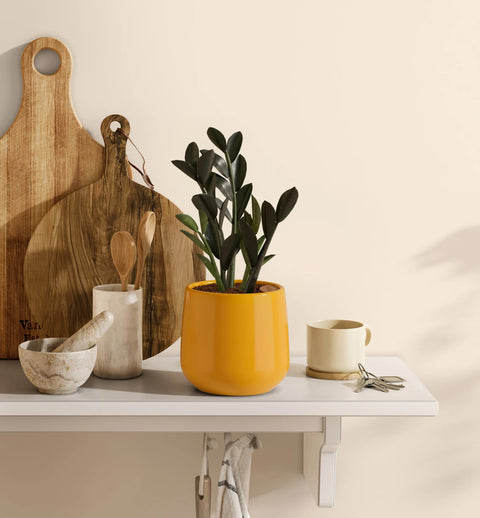 Zamioculcas Zamiifolia - Raven