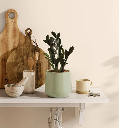Zamioculcas Zamiifolia - Raven
