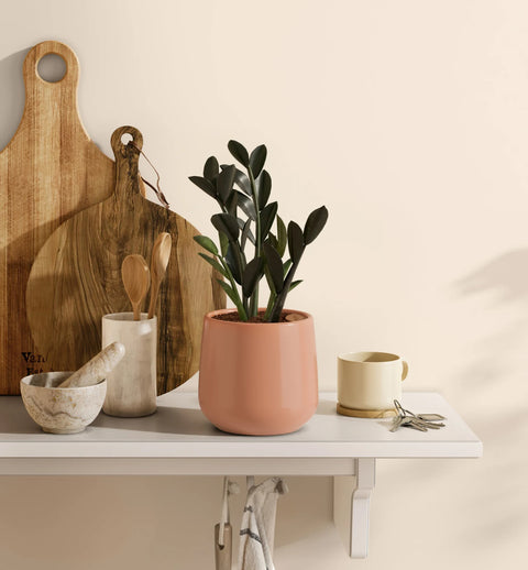 Zamioculcas Zamiifolia - Raven