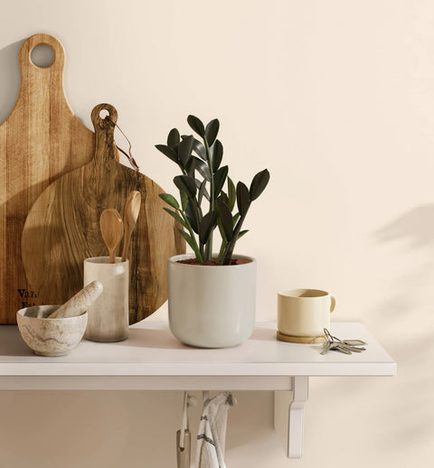 Zamioculcas Zamiifolia - Raven