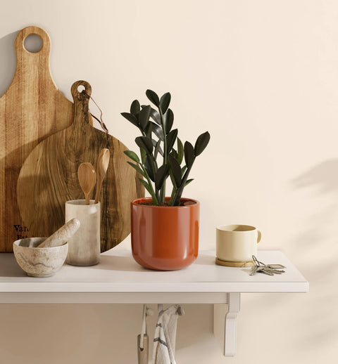 Zamioculcas Zamiifolia - Raven