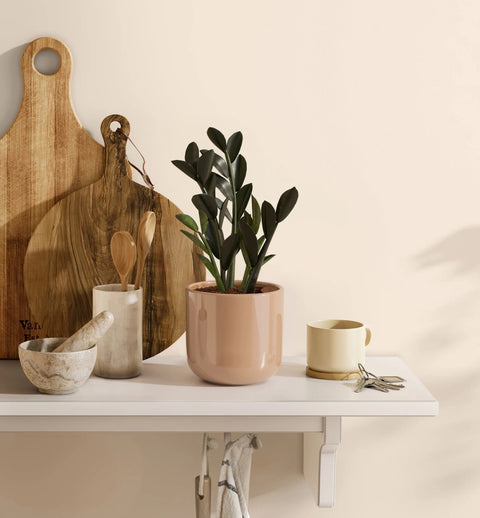 Zamioculcas Zamiifolia - Raven
