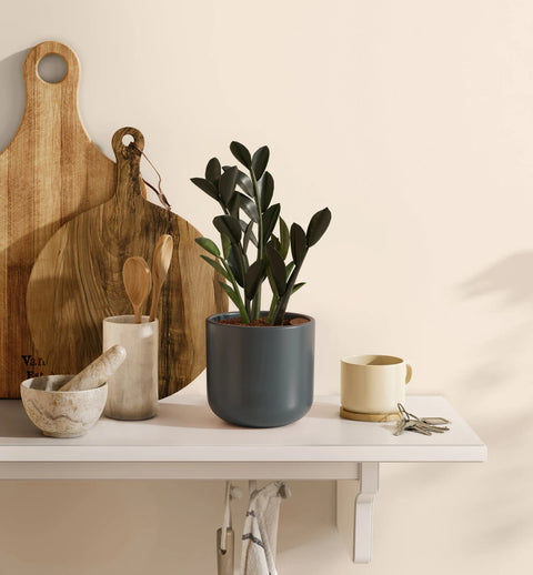 Zamioculcas Zamiifolia - Raven