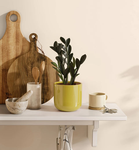 Zamioculcas Zamiifolia - Raven