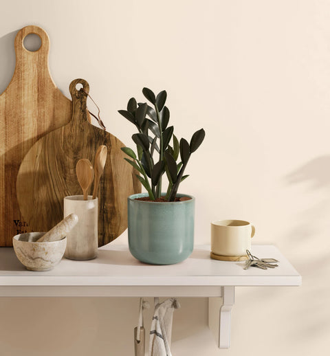 Zamioculcas Zamiifolia - Raven