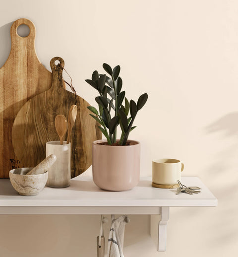 Zamioculcas Zamiifolia - Raven