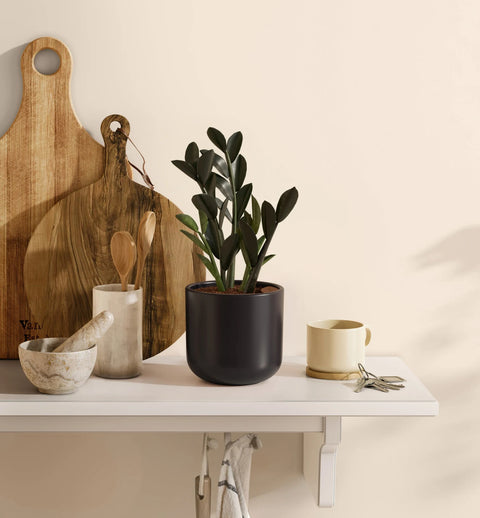 Zamioculcas Zamiifolia - Raven