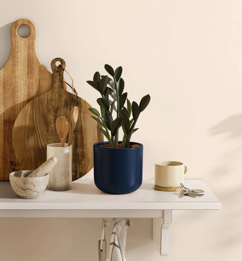 Zamioculcas Zamiifolia - Raven