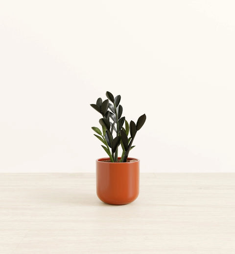 Zamioculcas Zamiifolia - Raven